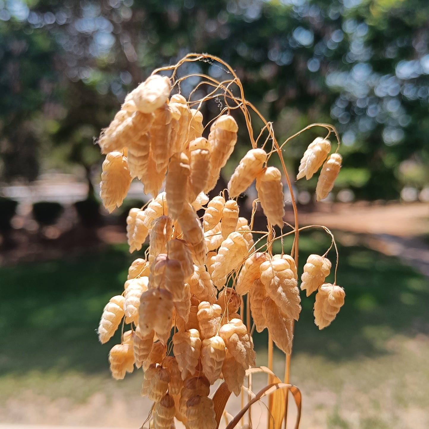 Breeze hoops